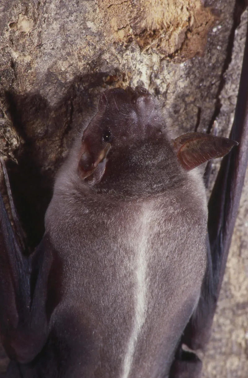 Greater Bulldog Bat in Puerto Rico Catches Fish by Echolocation