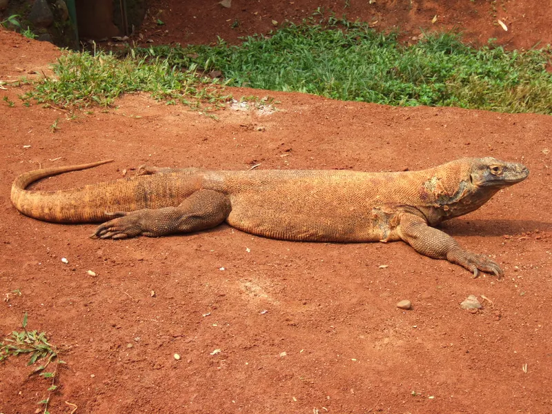 Komodo Dragon Parthenogenesis Discovered at Zoo Hatchlings