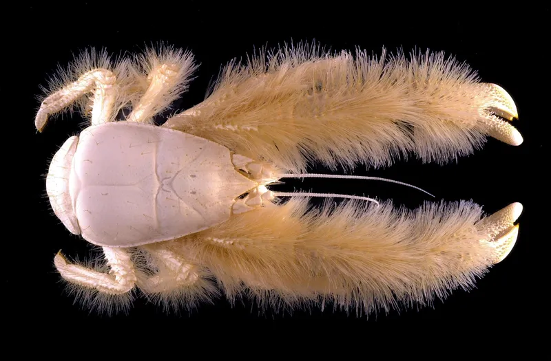 Kiwa puravida Farms Bacteria on Its Claws