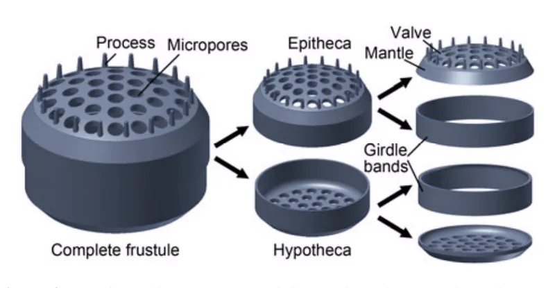 6 Organisms That Build Glass-Like Silica Structures