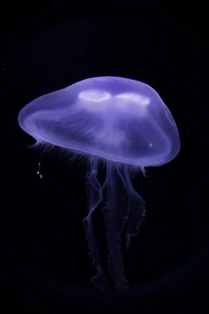 The Remarkable Jellyfish That Defies Aging and Death