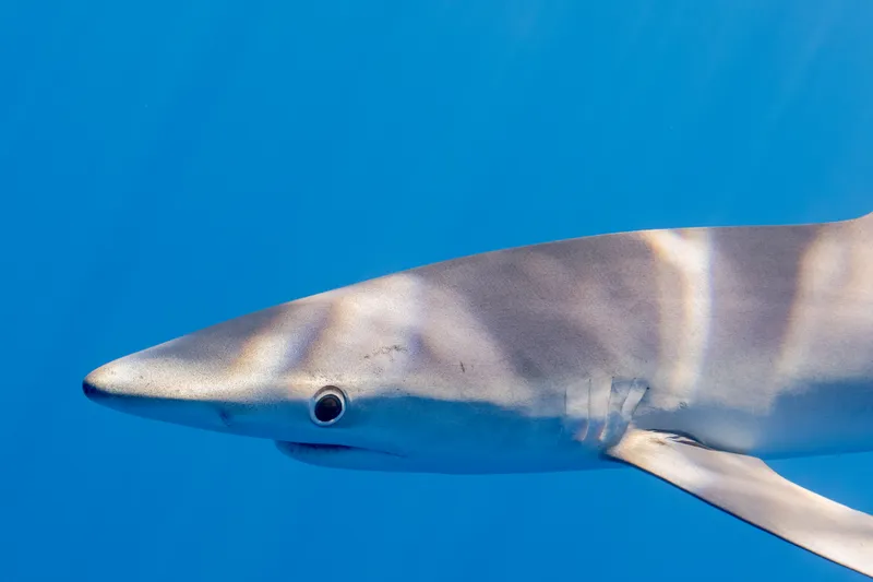 Sharks Can Detect Blood at Very Low Concentrations