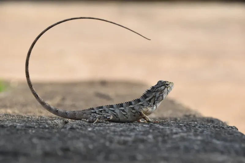 Lizards Regrow Their Tails: Nature's Incredible Autotomy