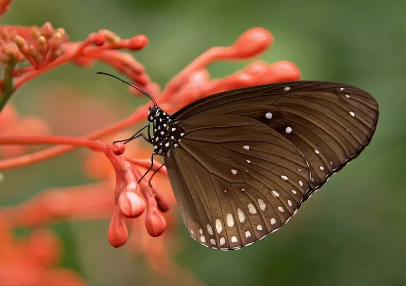 Butterflies Taste with Their Feet: Nature's Fascinating Adaptation