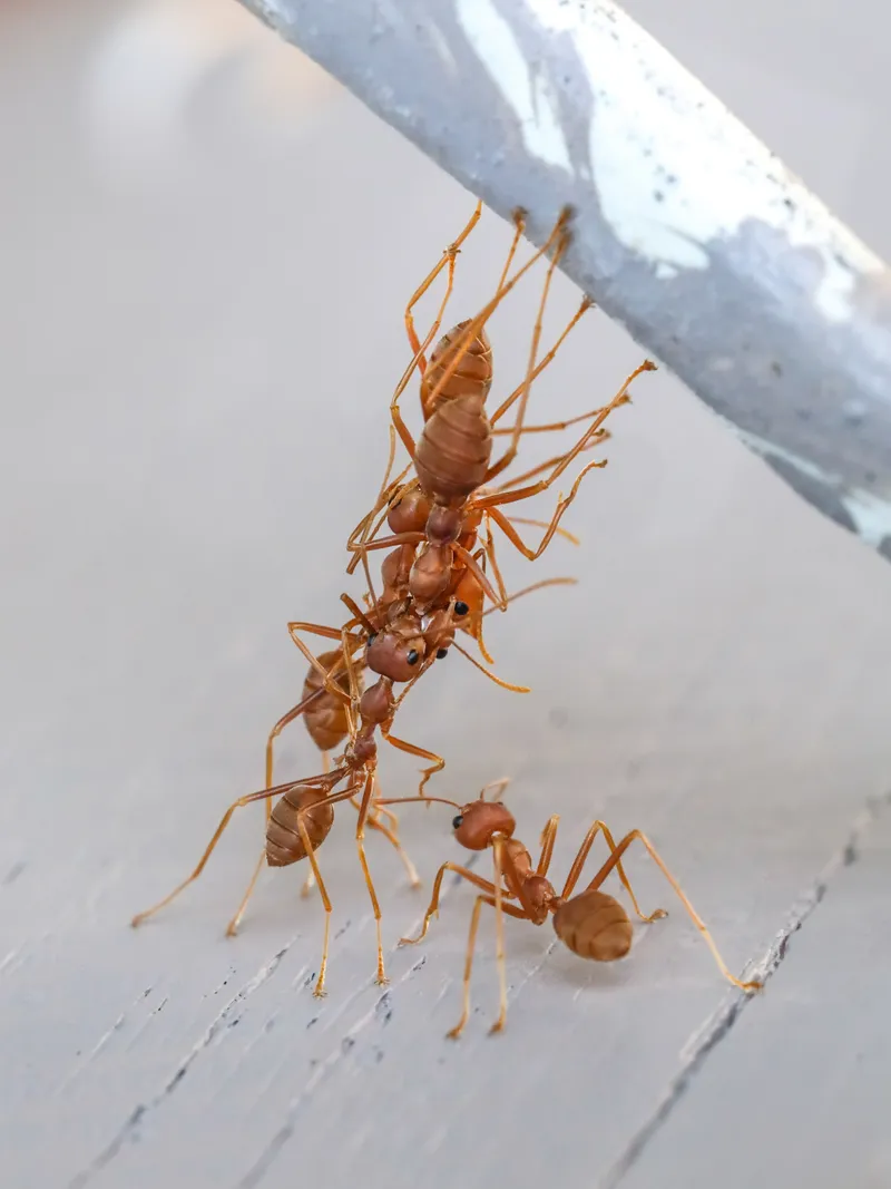 Ants Build Living Bridges to Overcome Obstacles