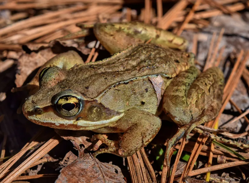 How Wood Frogs Survive Being Frozen Solid