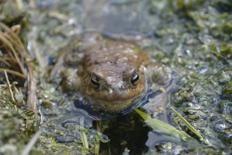 How Some Frogs Master Color Change for Camouflage