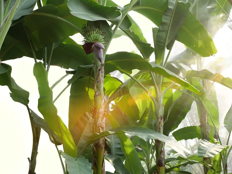 The Surprising Truth About Bananas: Berries and Herbs