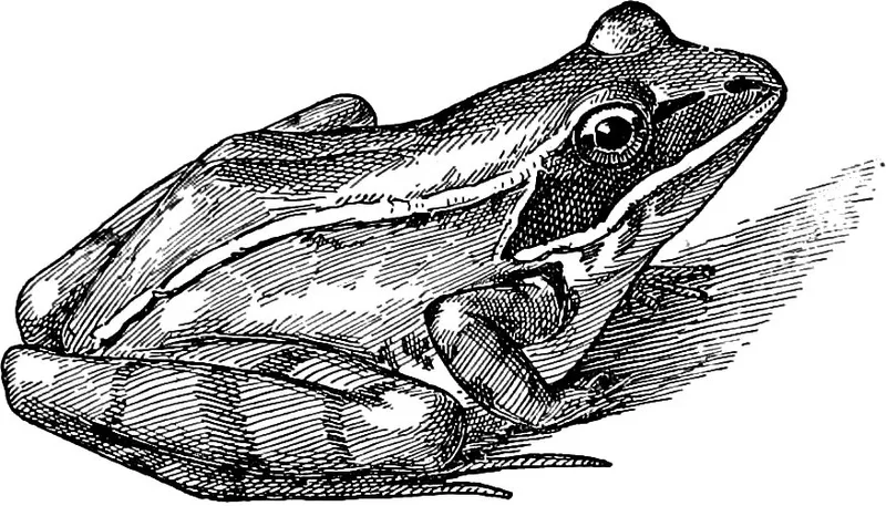 How Wood Frogs Survive Being Frozen for Days