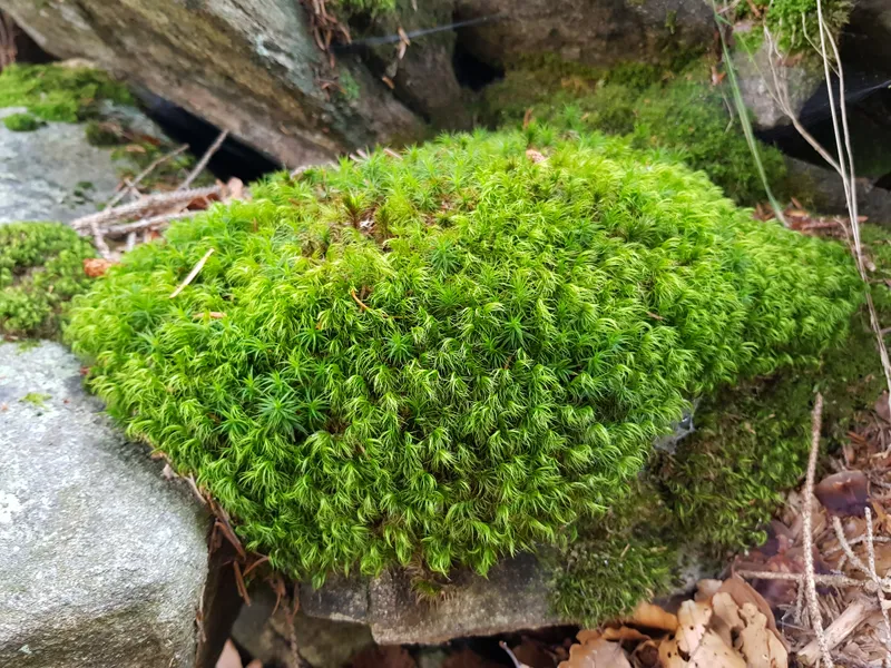 Ancient Antarctic Moss Revived After About 1,500 Years in Permafrost