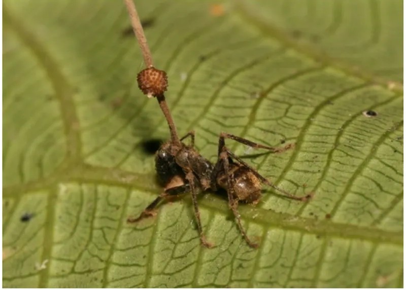 6 Fungi That Hijack Insects' Bodies