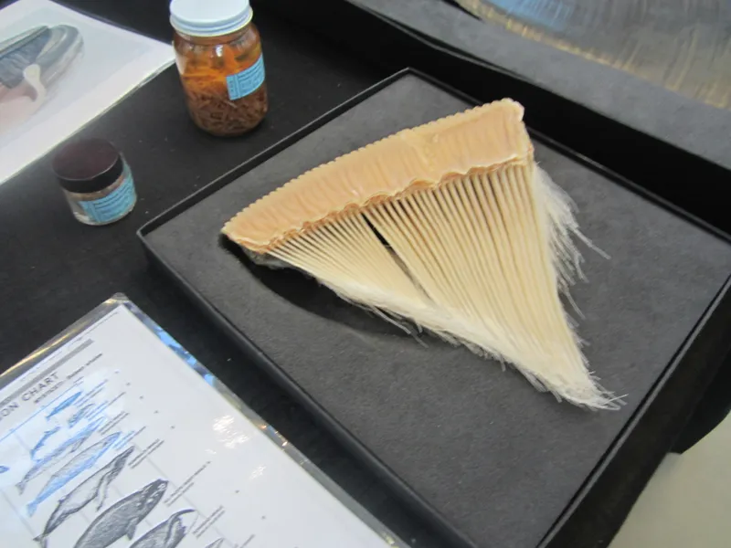 Whale Baleen Can Preserve a Timeline of Ocean Change