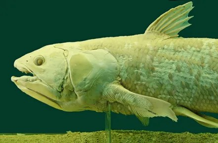 How Preserved Specimens Confirmed That Coelacanths Give Live Birth