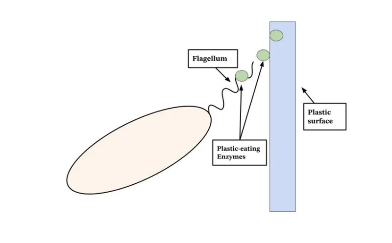 7 Microbes That Transform Pollution Into Useful or Less Harmful Forms