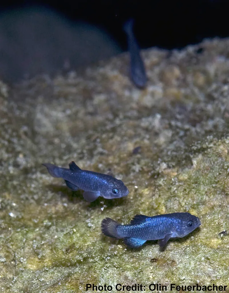 Devils Hole Pupfish Survival Depends on Inches of Water