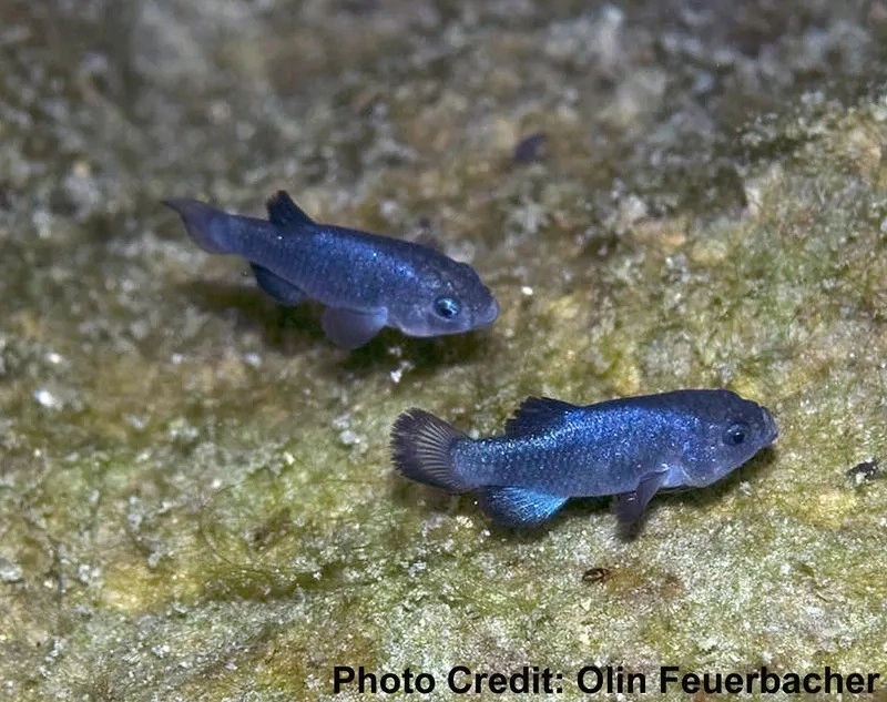 Devils Hole Pupfish Survival Depends on Inches of Water