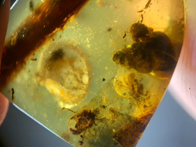 5 Fossils That Preserve Ancient Moments of Behavior