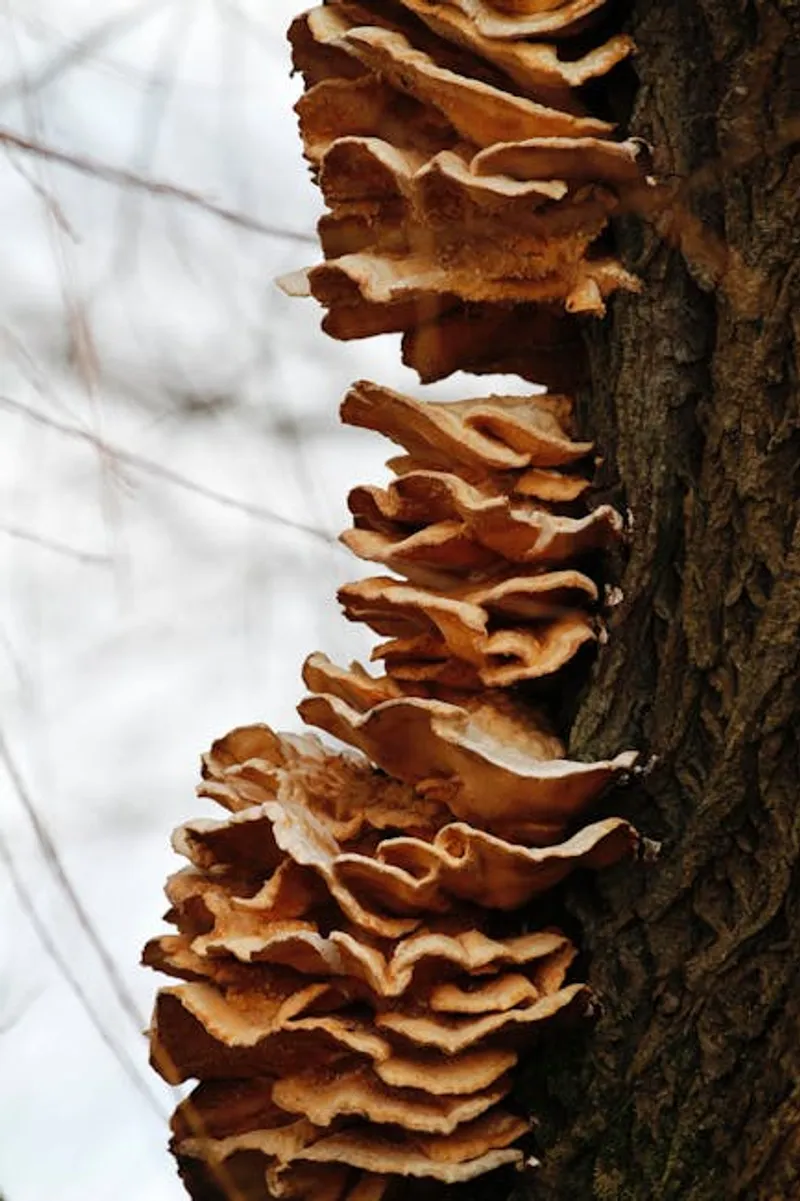 Chernobyl Fungi May Use Radiation to Boost Growth