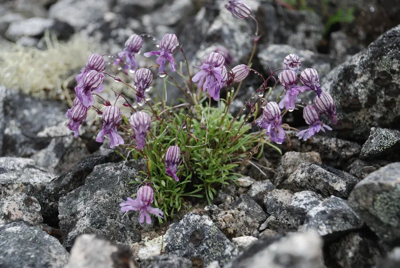 Silene stenophylla Regrown From 32,000-Year-Old Siberian Tissue