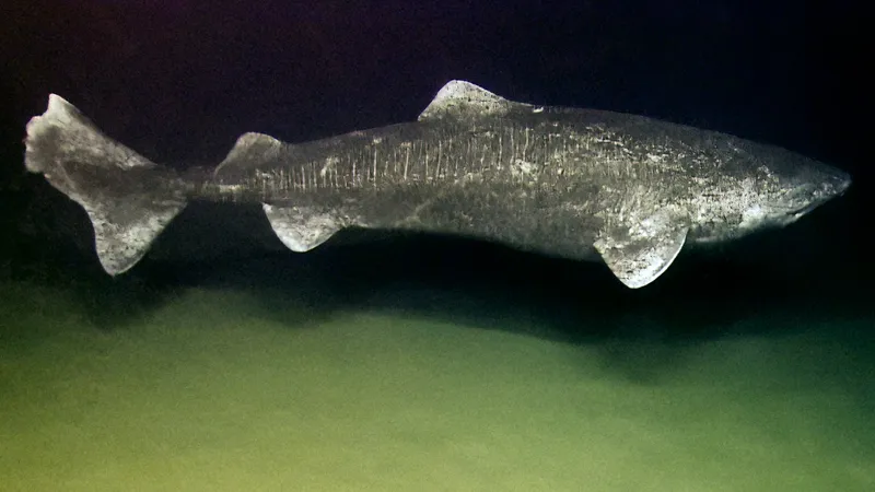 Greenland Shark Eye Dating Revealed Centuries-Long Lifespans