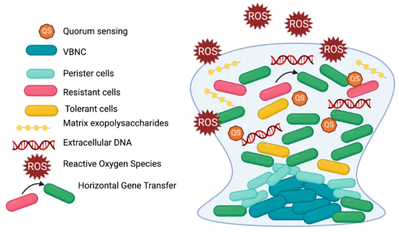 Bacillus subtilis Biofilms Use Potassium Waves to Coordinate Cells