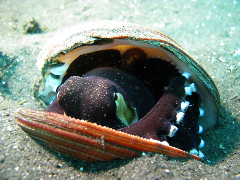 6 Animals That Turn Objects Into Smart Tools