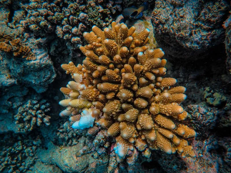 Coral Carbon Isotopes Reveal the Ocean's Suess Effect