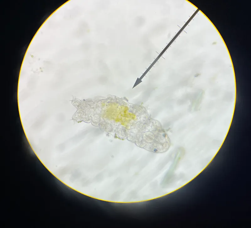 Tardigrades Survived Space Exposure in ESA FOTON-M3 Test