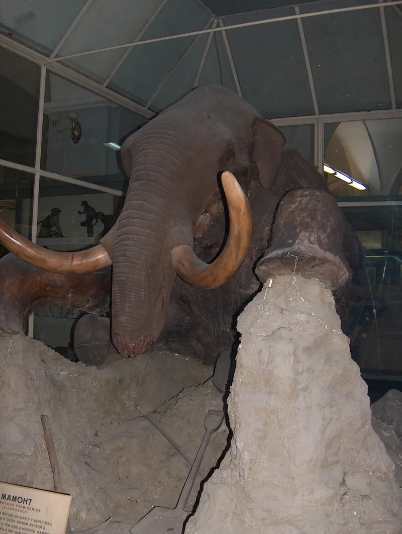 Berezovka Mammoth Discovery Revealed a Pleistocene Last Meal