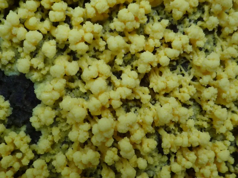 Physarum Slime Mold Recreated a Tokyo-Like Rail Network