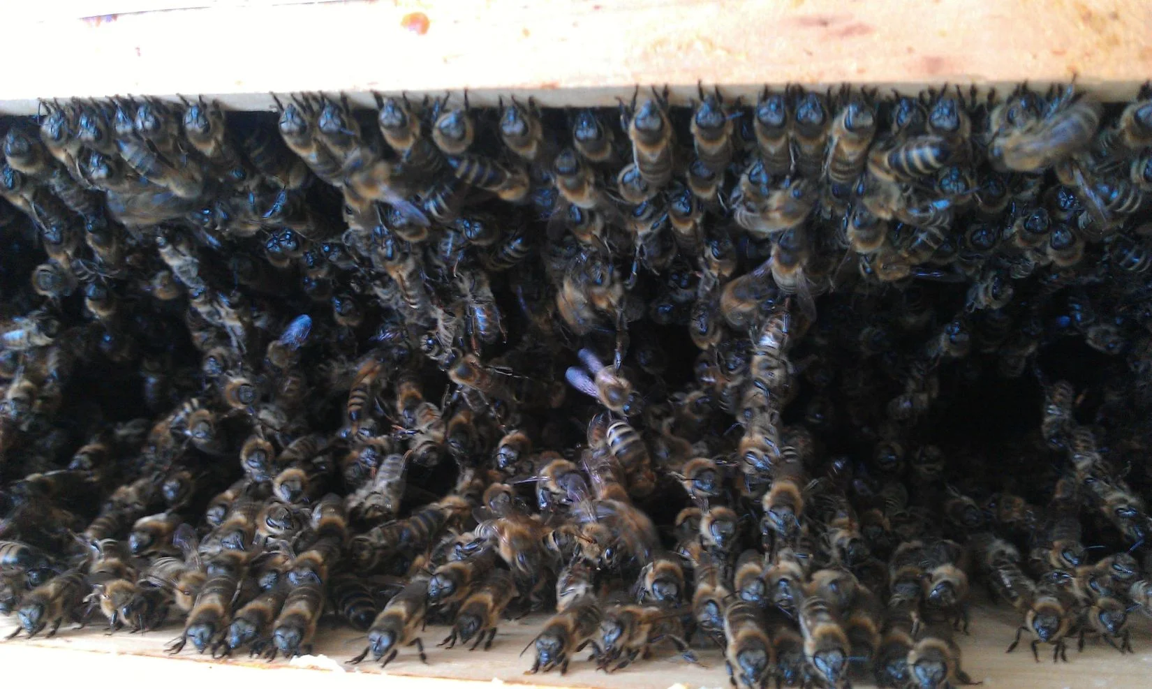 When Bees Stopped a Cricket Match in Blackball in 1950
