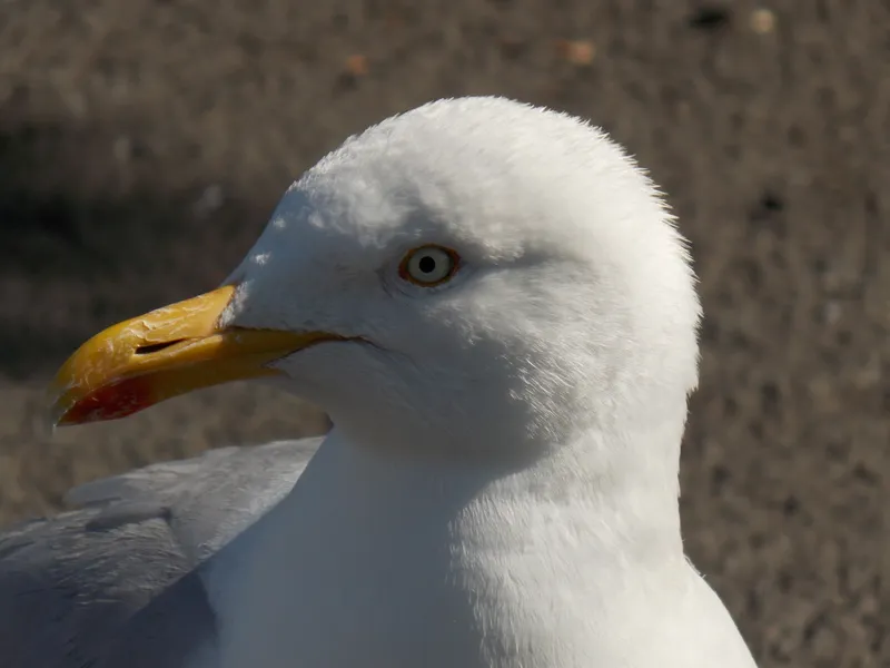 All-Ireland Final Gull Removed After Pitch Delay at Croke Park