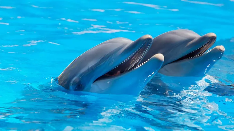 Dolphins' Unique Whistles Reveal a Hidden Emotional Language