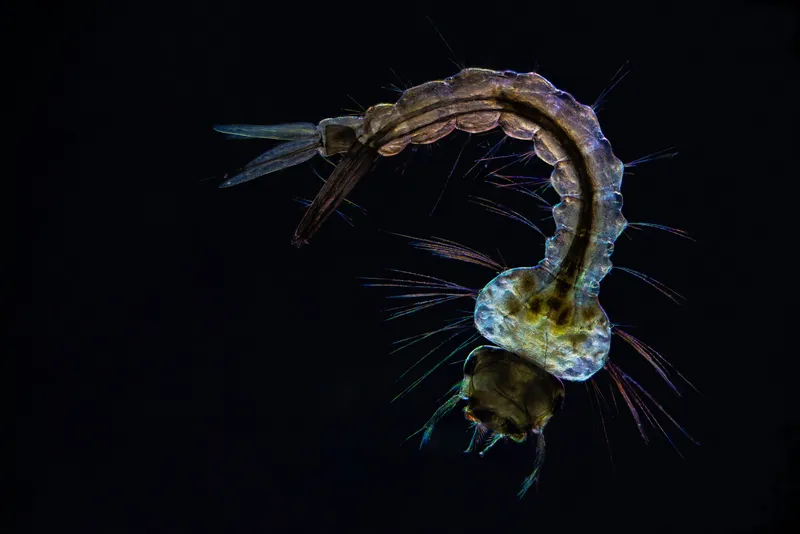 CRISPR Gene Drive Wipes Out Mosquitoes in 2018 Lab Experiment