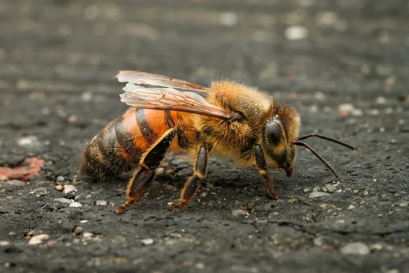 Honeybees Can Learn to Recognize Human Faces, Study Reveals