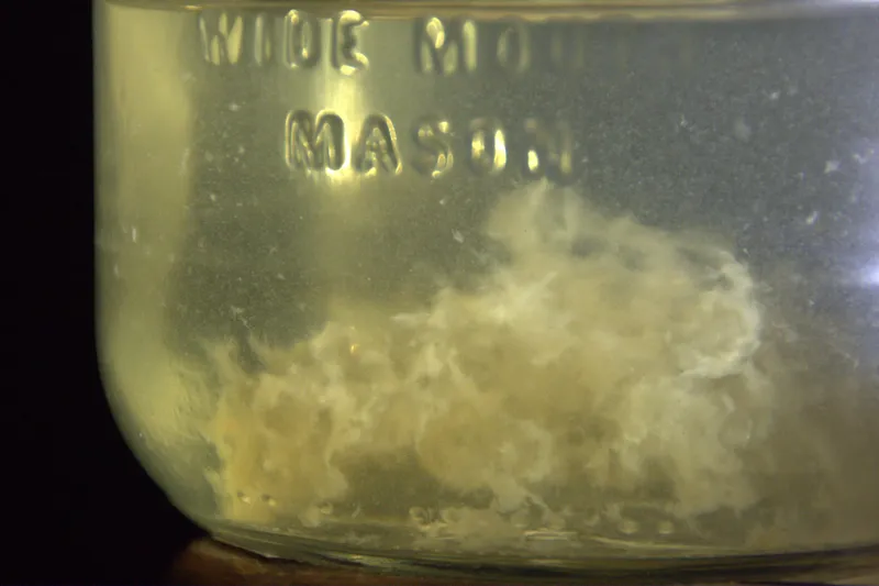 Why Some Fungi Glow in the Dark: The Science Explained