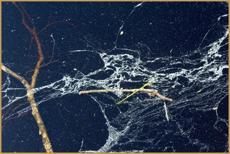 Bioluminescent Plankton: Philippines' Nighttime Coastal Marvel