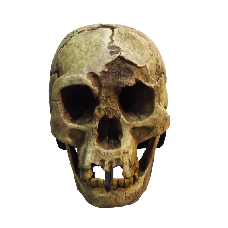 Homo floresiensis Discovery Changed Human Evolution on Flores