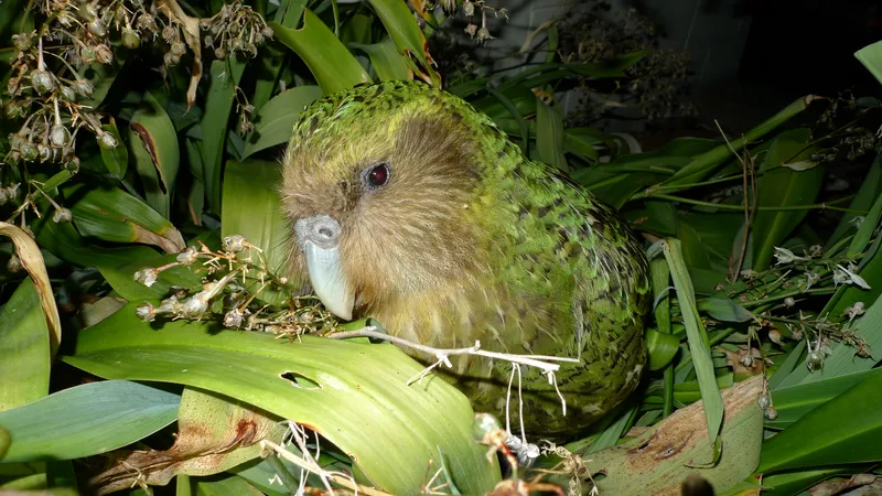 Kākāpō Recovery Program Tracks Individual Birds to Breed
