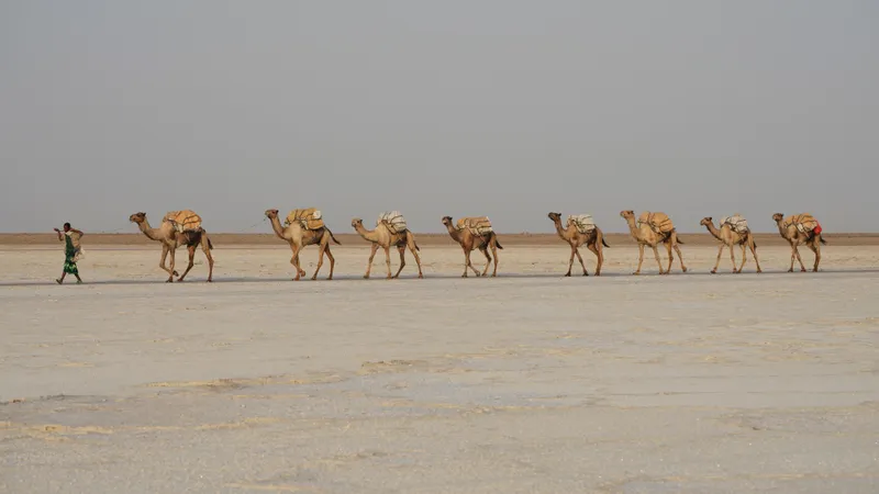 Danakil Desert Salt Caravans Still Cross Ethiopia's Afar Depression